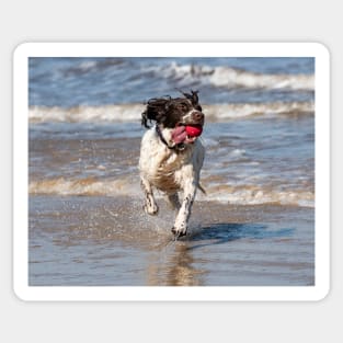 English Springer spaniel Sticker